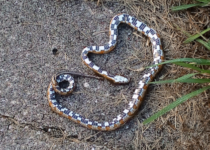 [The belly of the partially coiled snake faces upward on the sidewalk. It is a checkerboard of black and white rectangles. The upper part of the snake is orange and tan rectangles and is only partially visible since that side faces the pavement.  ]